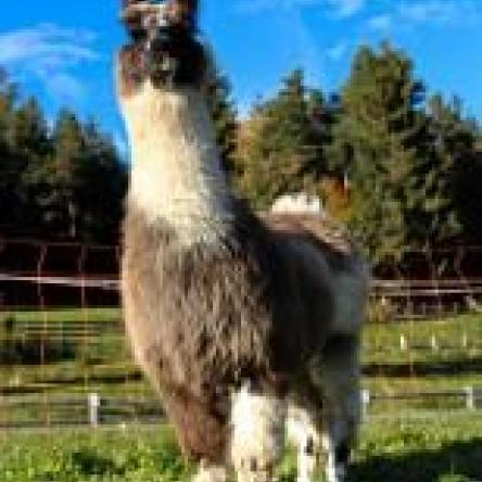 breeeding female llama
