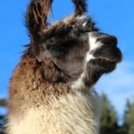 female llama