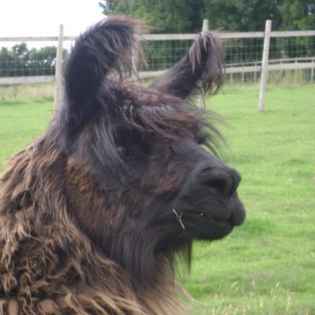 llama