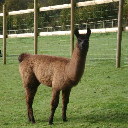 llama