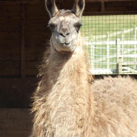 female llama