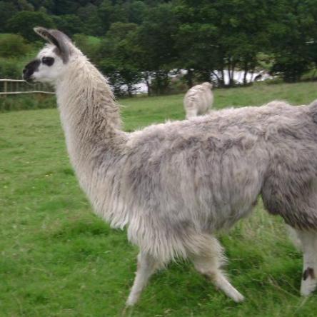 female llama