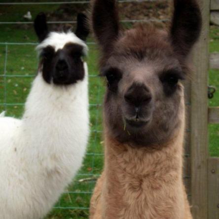 Simply Alpaca