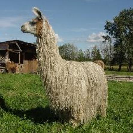 Amaretto 2 suri llama