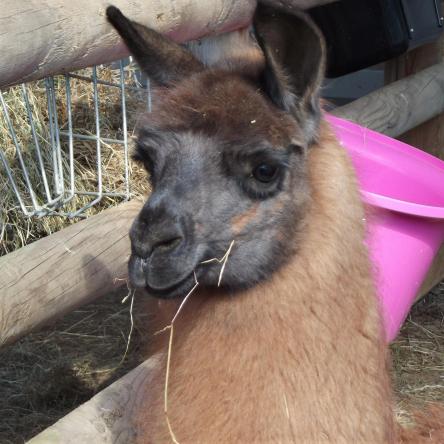 female llama
