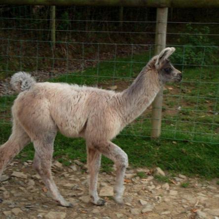 llama cria