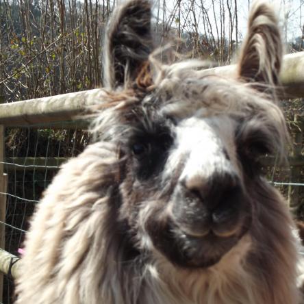 Cadenza female llama