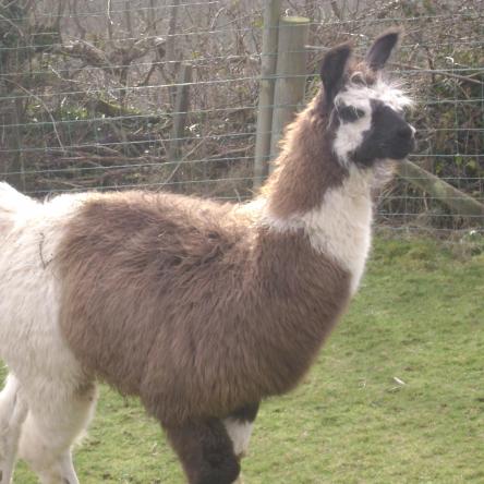trekking llama