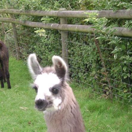 Cadenza female llama