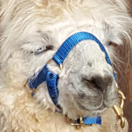 halter training llamas