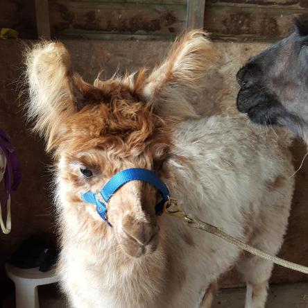 halter training llamas