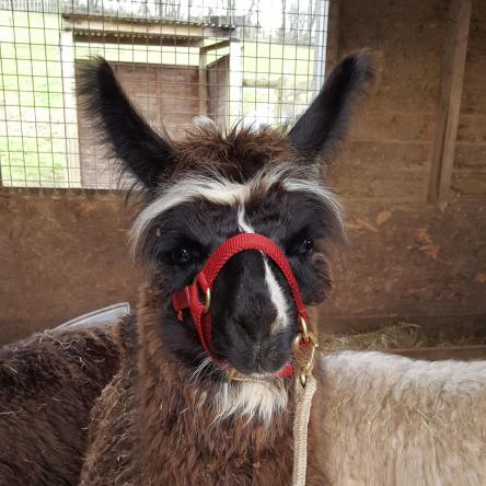 halter training llamas