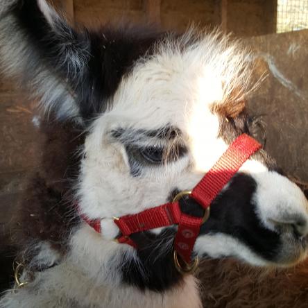 halter training llamas