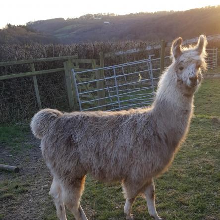 spotty llama