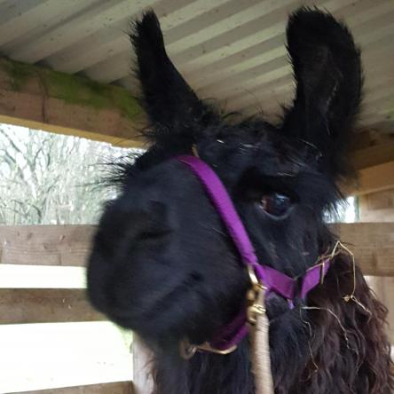 argentine llama