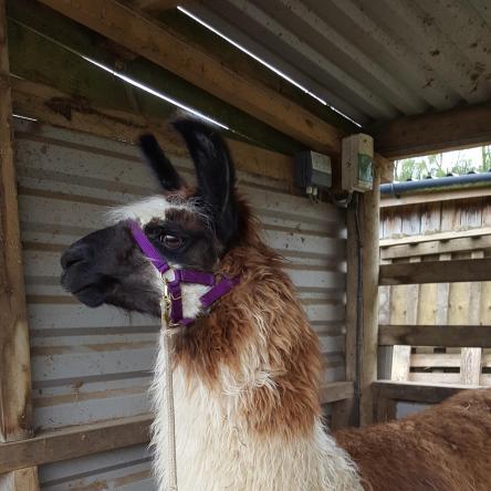 llama