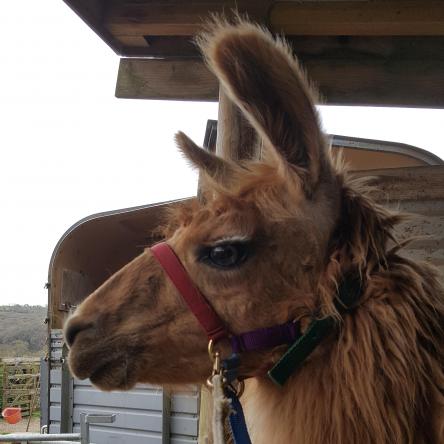 llama