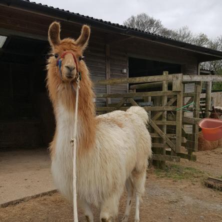 llama for sale