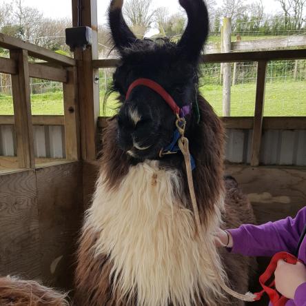 llama stud