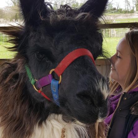 llama stallion