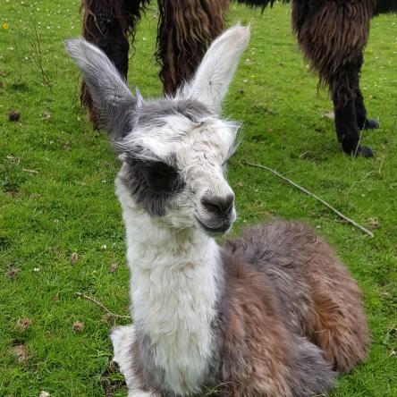 llama cria