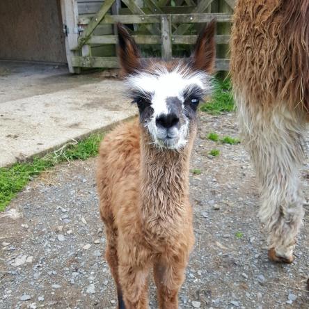 Hector llama cria