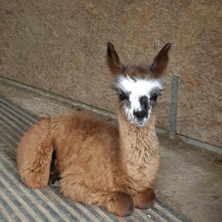 Hector llama cria