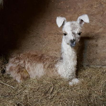 llama cria