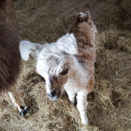 llama cria