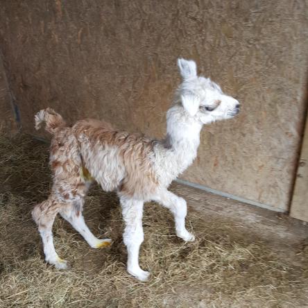 llama cria