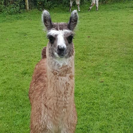 llama cria for sale