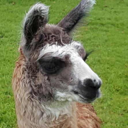 llama for sale