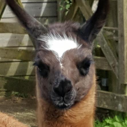 llama for sale