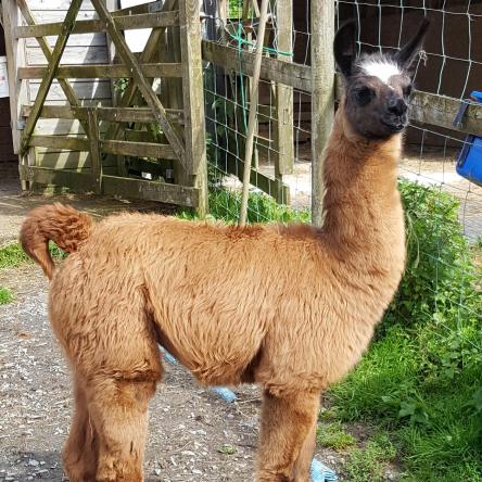 llama for sale