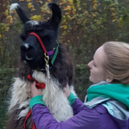 llama for sale
