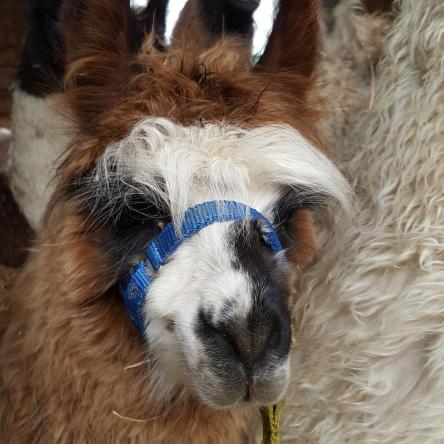 Hector llama halter training