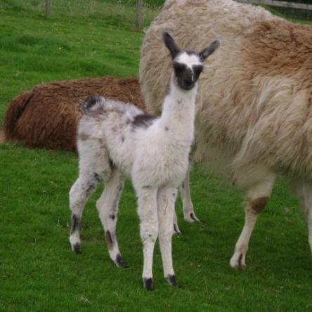 sold llama