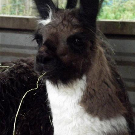 female llama 