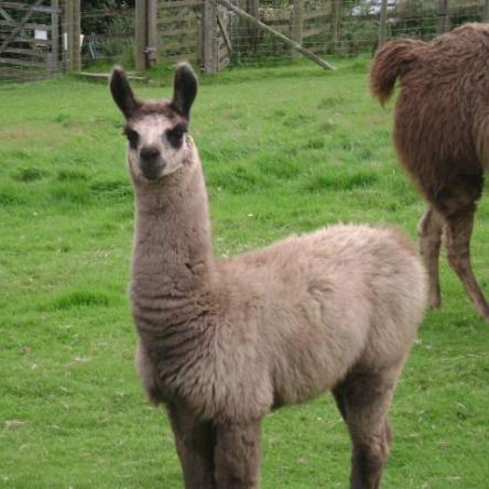 sold llama