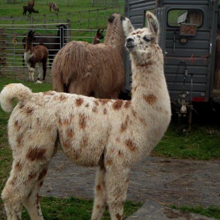 appaloosa llama