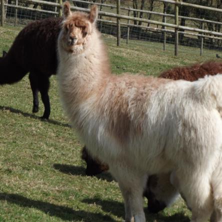 stud llama