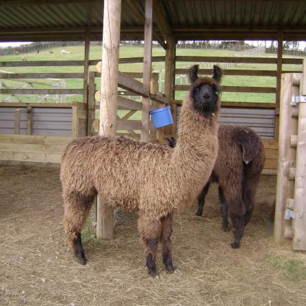 fibre llama