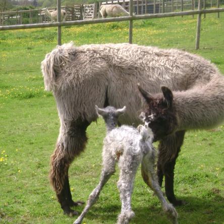 Blue Belle female llamas