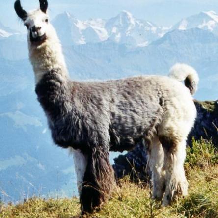 Lamas from Chile