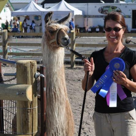 suri llama champion
