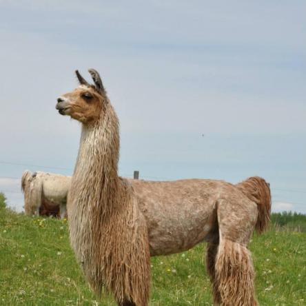 suri llama