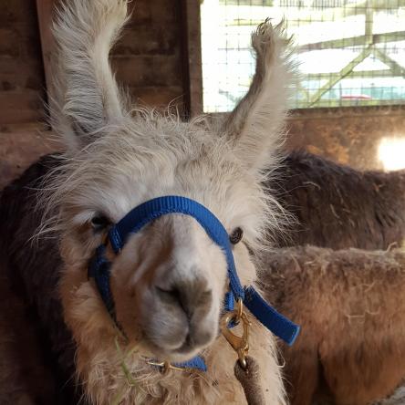 Bowie in blue ! halter training llamas