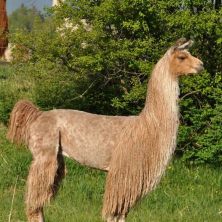 suri llama