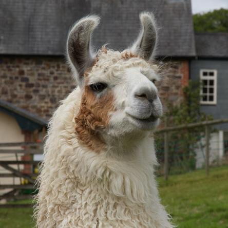 gelding llama for sale