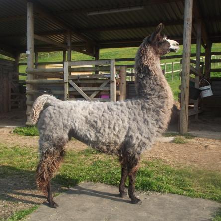Blue Belle llama